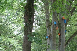 Vogelhuisjes in bomen - nabij Essen